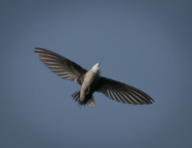 Chimney Swift