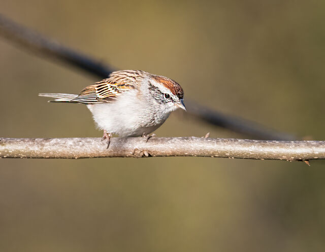 Chipping Sparrow