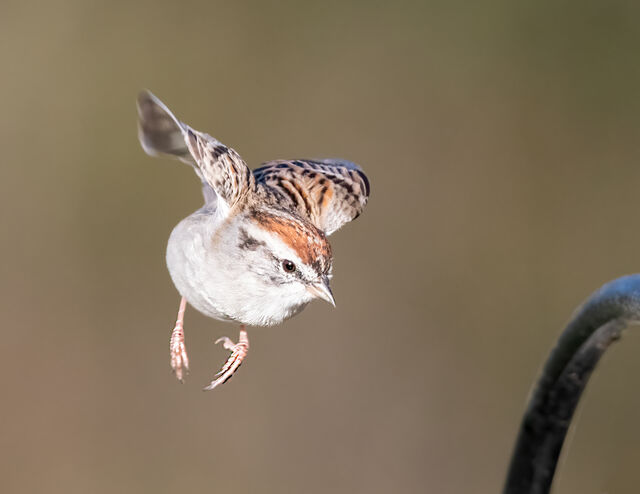 Chipping Sparrow