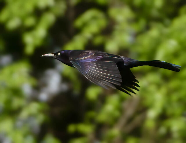 Common Grackle