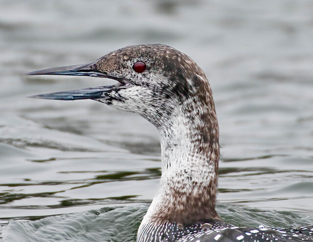 Common Loon