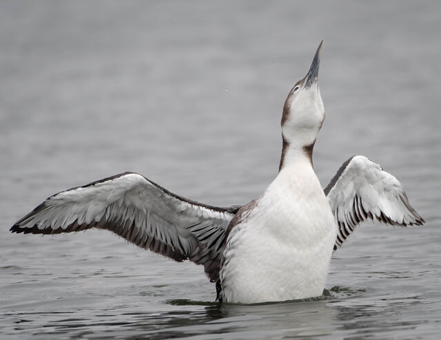 Common Loon