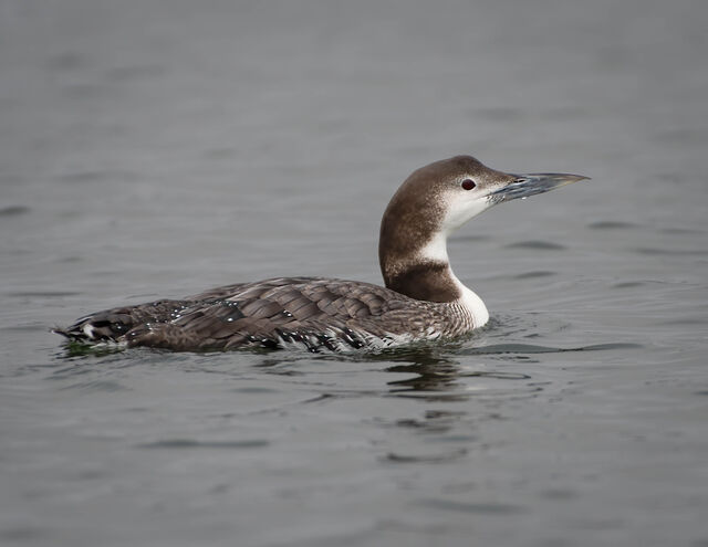 Common Loon