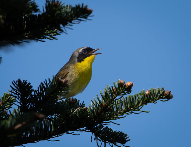 Common Yellowthroat