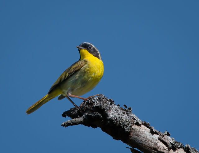 Common Yellowthroat