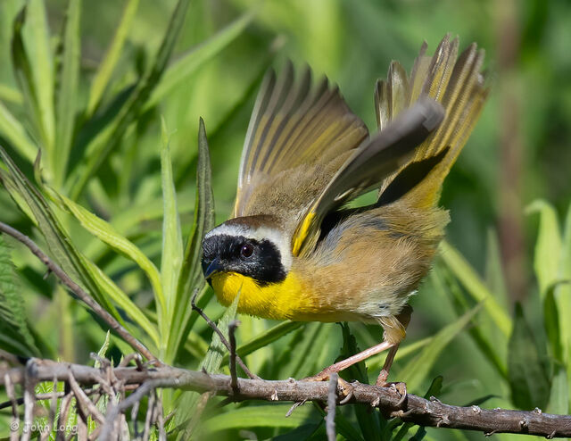 Common Yellowthroat
