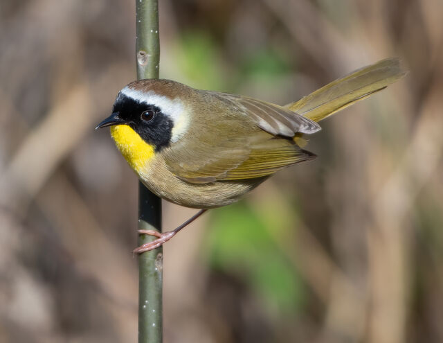 Common Yellowthroat