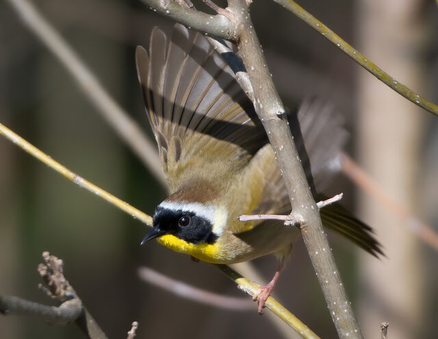 Common Yellowthroat