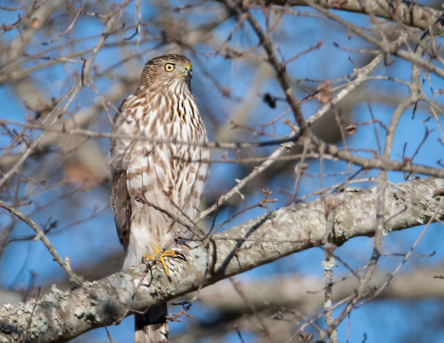 Cooper's Hawk