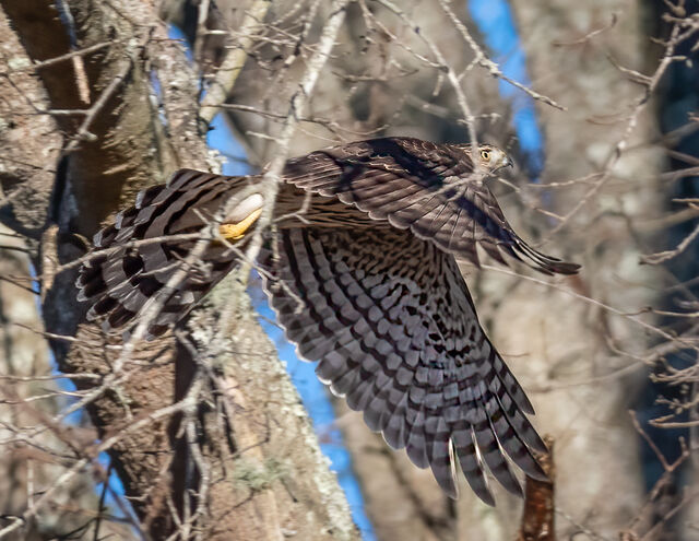 Cooper's Hawk