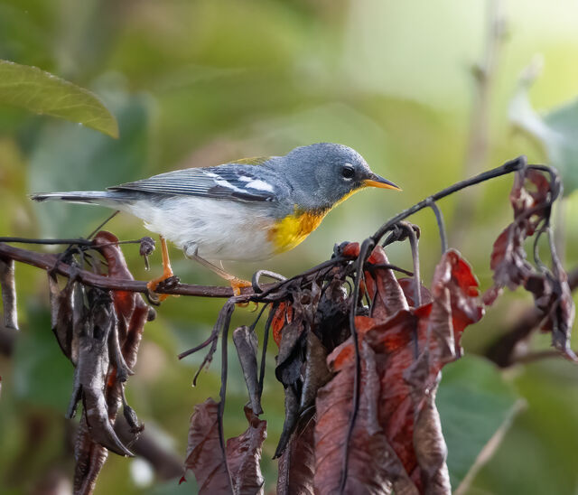 Northern Parula