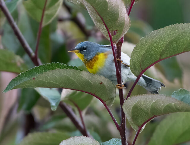 Northern Parula