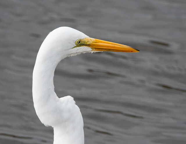 Great Egret