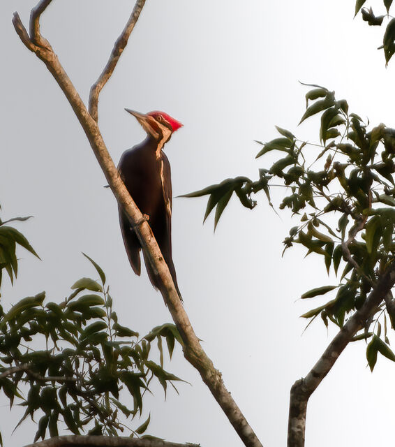 Pileated Woodpecker