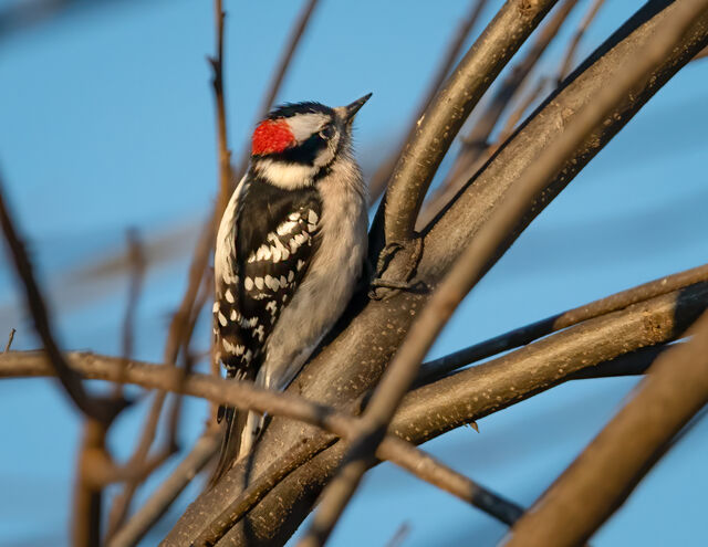 Downy Woodpecker