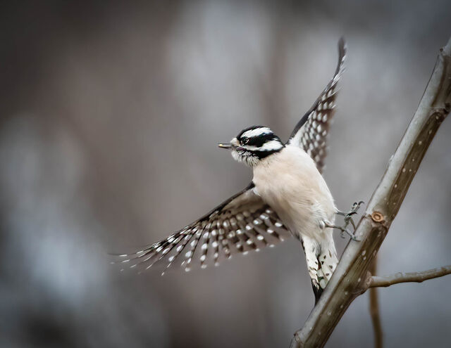 Downy Woodpecker