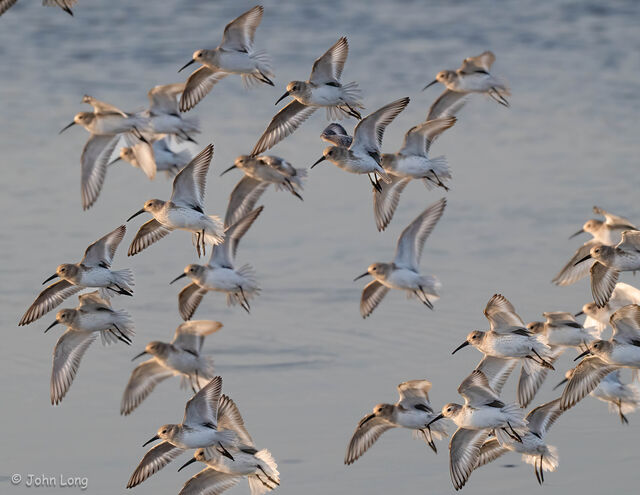 Howtch Dunlin Dunlin