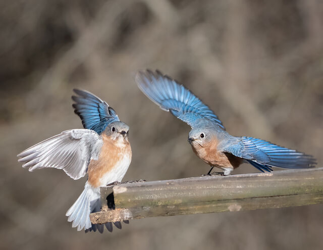 Eastern Bluebird