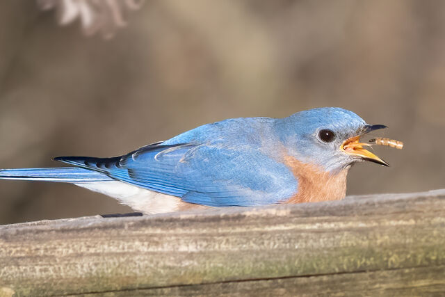 Eastern Bluebird