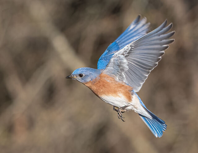 Eastern Bluebird