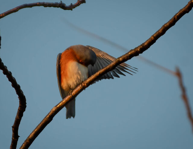Eastern Bluebird