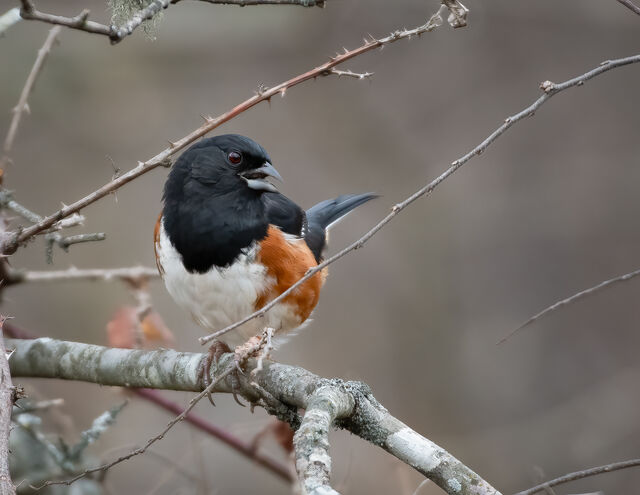 Eastern Towhee