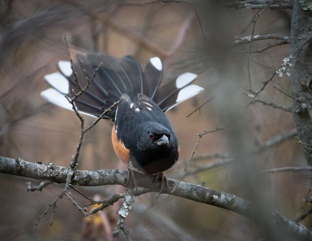 Eastern Towhee