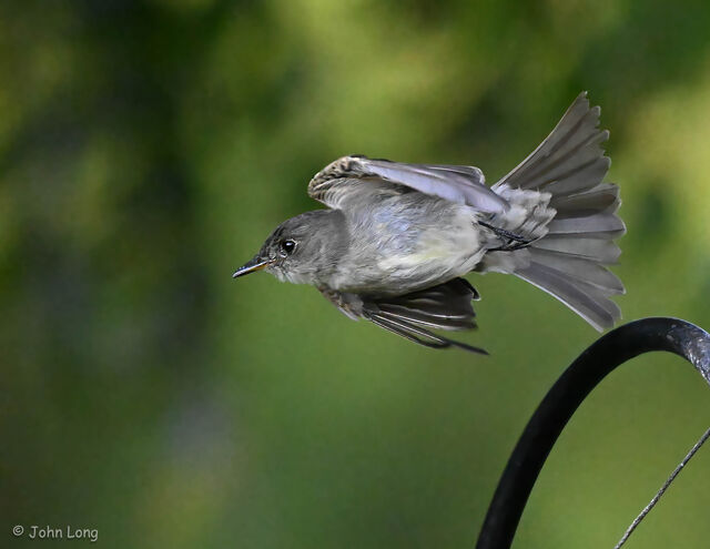 Eastern Wood-Pewee
