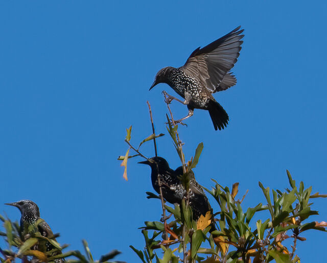 European Starling