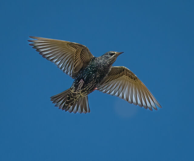 European Starling