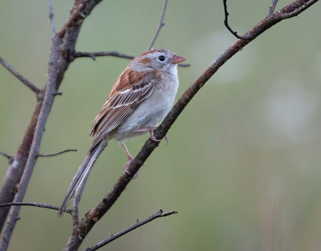 Field Sparrow