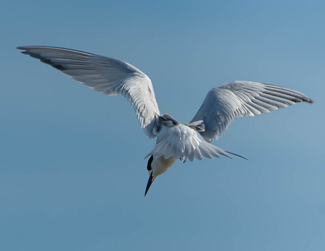 Forster's Tern