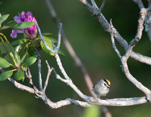 Golden-crowned Kinglet