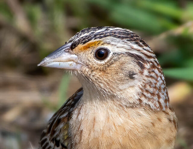 Grasshopper Sparrow