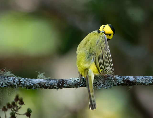 Hooded Warbler