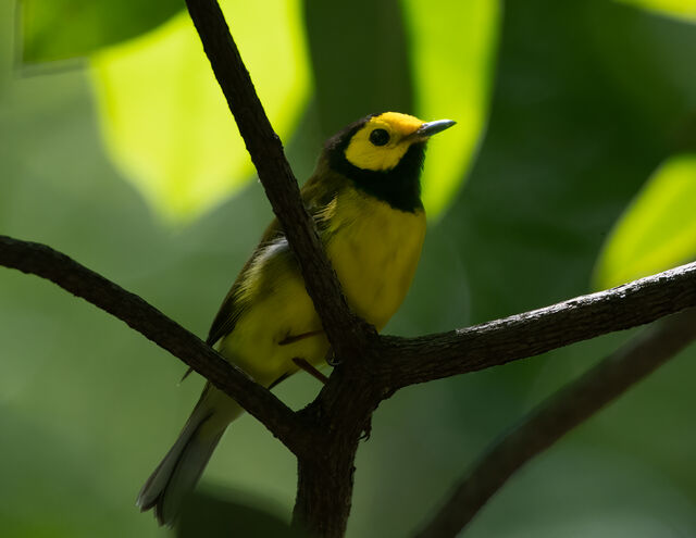 Hooded Warbler
