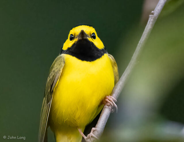 Hooded Warbler