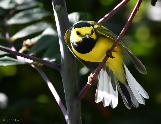 Hooded Warbler