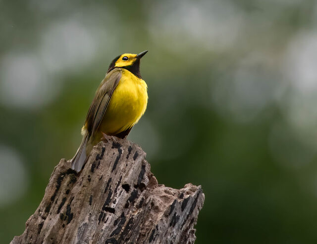 Hooded Warbler