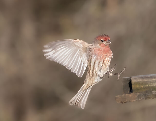 House Finch