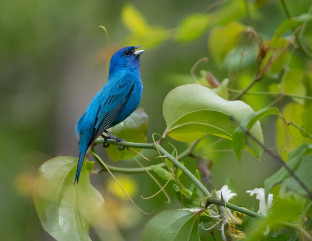 Indigo Bunting