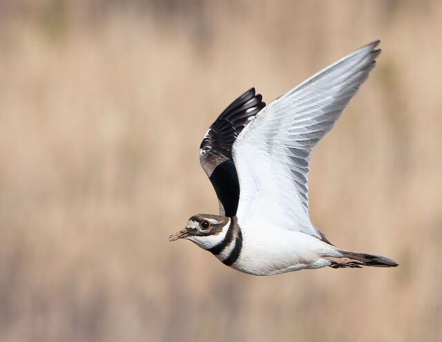 Killdeer