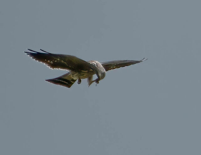 Mississippi Kite