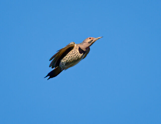 Northern Flicker