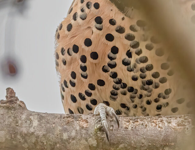 Northern Flicker