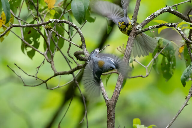 Northern Parula