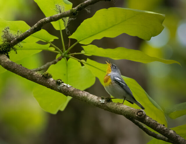 Northern Parula