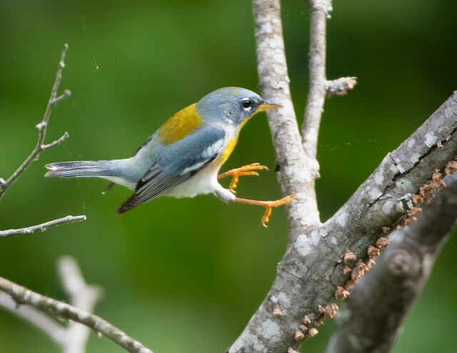 Northern Parula