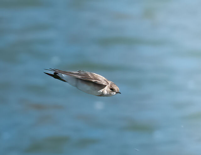 Northern Rough-winged Swallow