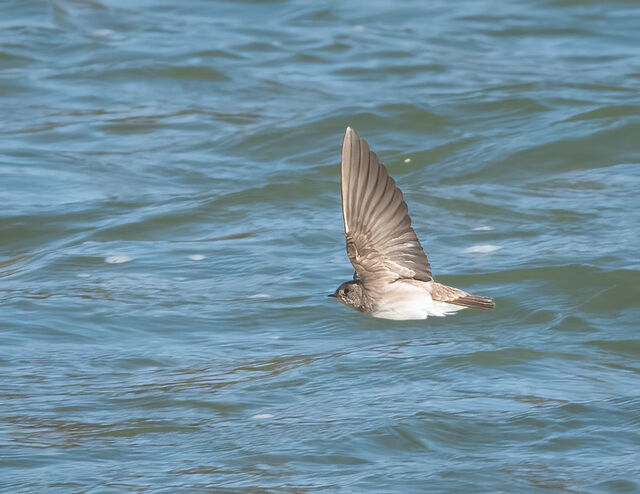 Northern Rough-winged Swallow
